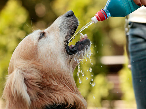 Что делать, если у собаки заболело горло